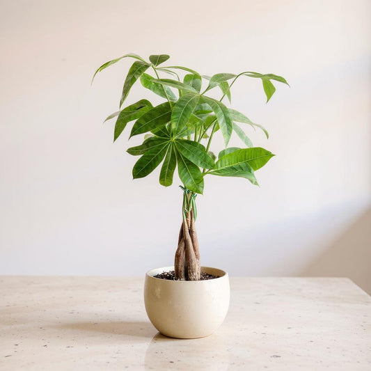 Pachira Aquatica Guiana Chestnut Money Tree - Pet Safe Non-Toxic Braided Trunk Feng Shui Prosperity