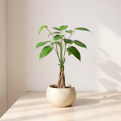 Pachira Aquatica Guiana Chestnut Money Tree - Pet Safe Non-Toxic Braided Trunk