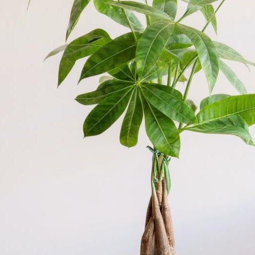 chestnut plant indoor Money Tree