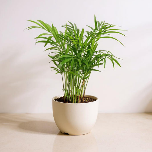 Chamaedorea Elegans Parlor Palm - Pet Safe Non-Toxic Lush Green Easy Care Tropical