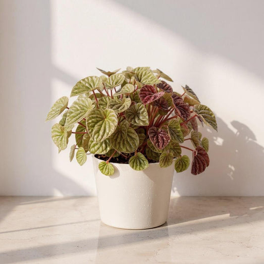 Peperomia Quito - Pet Safe Non-Toxic Compact Trailing Succulent-Like Easy Care