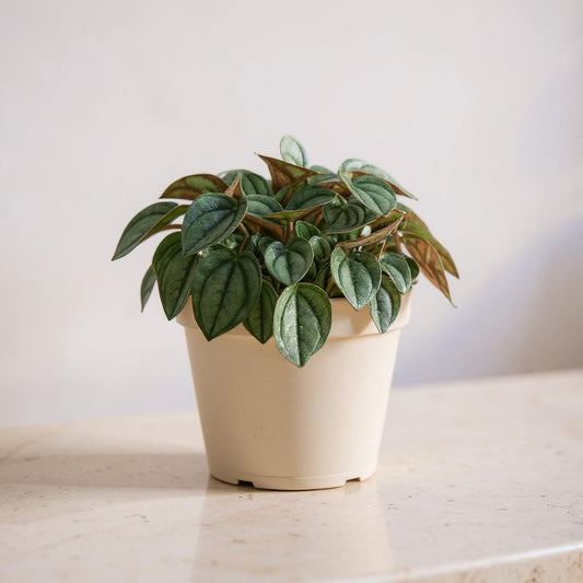 Peperomia Albovittata Napoli Nights - Pet Safe Non-Toxic Silvery Heart-Shaped Dark Veined Easy Care