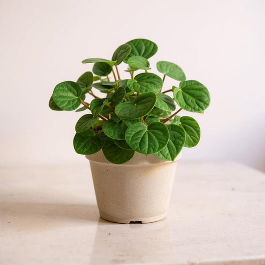 Peperomia Albovittata Rana Verde Green Frog Plant - Pet Safe Non-Toxic Textured Heart-Shaped Emerald Easy Care