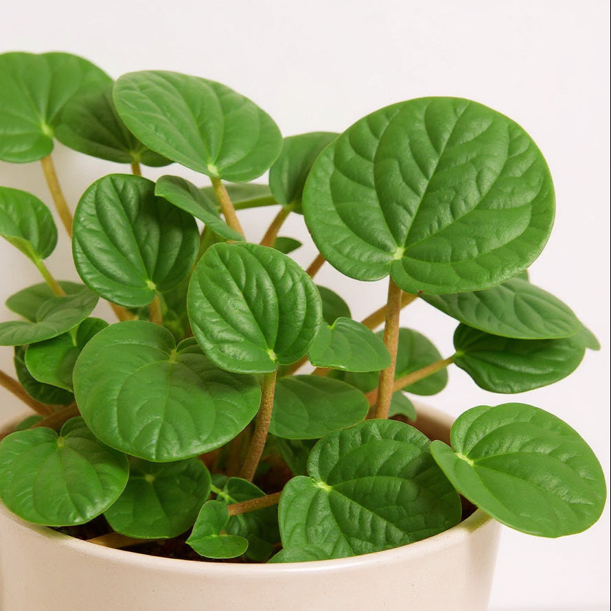 Peperomia Albovittata Rana Verde Green Frog Plant - Pet Safe Non-Toxic Textured Heart-Shaped Emerald Easy Care