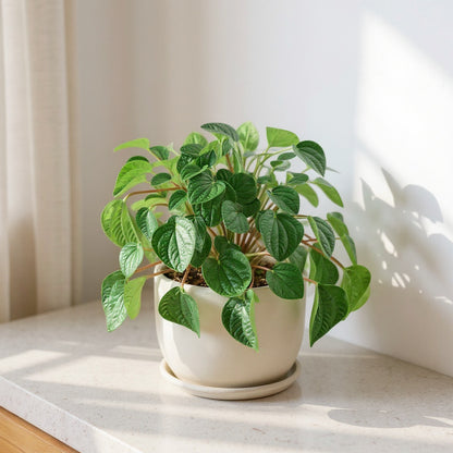 Peperomia Albovittata Rana Verde Green Frog Plant - Pet Safe Non-Toxic Houseplant