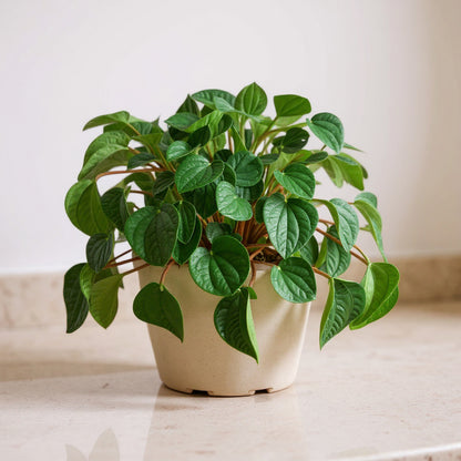 Peperomia Albovittata Rana Verde Green Frog Plant - Pet Safe Non-Toxic Houseplant