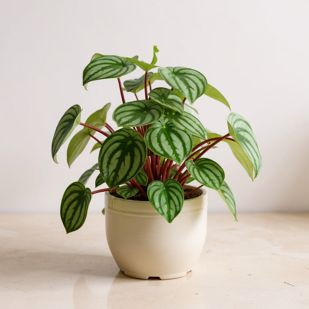 Peperomia Argyreia Watermelon Peperomia - Pet Safe Non-Toxic Watermelon Striped Easy Care Compact