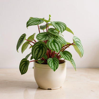 Peperomia Argyreia Watermelon Peperomia - Pet Safe Non-Toxic Watermelon Striped Easy Care Compact