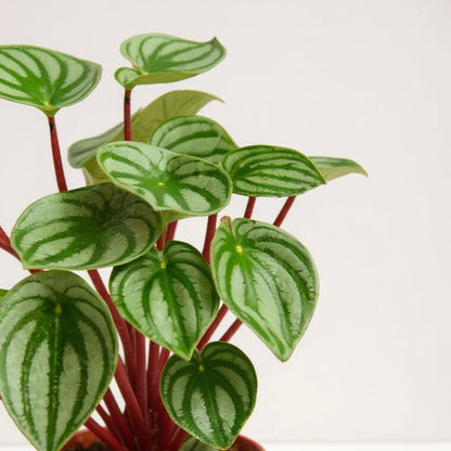 Peperomia Argyreia Watermelon Peperomia - Pet Safe Non-Toxic Watermelon Striped Easy Care Compact