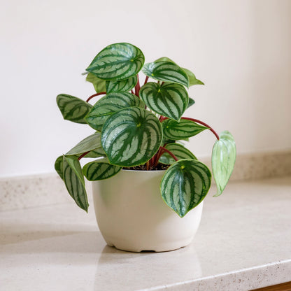Peperomia Argyreia Watermelon Peperomia - Pet Safe Non-Toxic Striped Houseplant