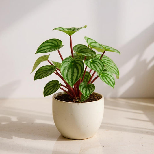 Peperomia Argyreia Watermelon Peperomia - Pet Safe Non-Toxic Watermelon Striped Easy Care Compact