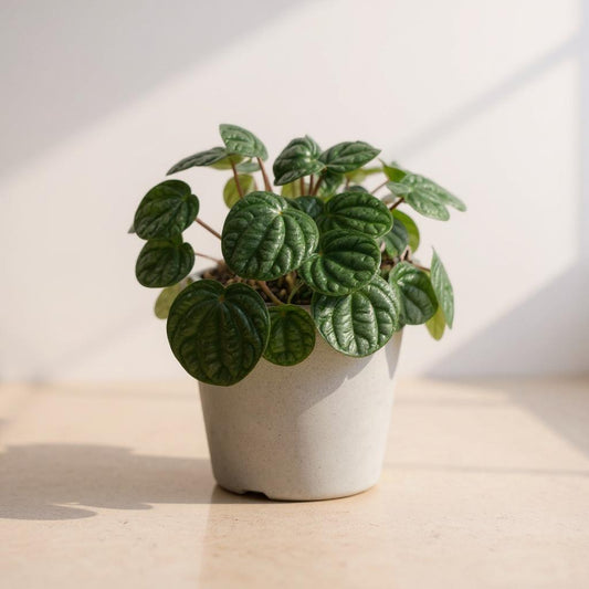 Peperomia Burbella - Pet Safe Non-Toxic Bold Textured Easy Care Statement Plant