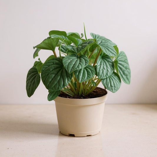 Peperomia Caperata Frost Radiator Plant - Pet Safe Non-Toxic Metallic Silver Rippled Easy Care