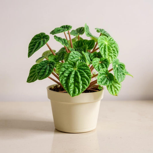 Peperomia Caperata Ripple Radiator Plant - Pet Safe Non-Toxic Textured Green Quilted Easy Care