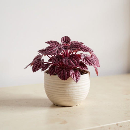 Peperomia Caperata Ripple Red Plant - Pet Safe Non-Toxic Deep Burgundy Rippled Easy Care