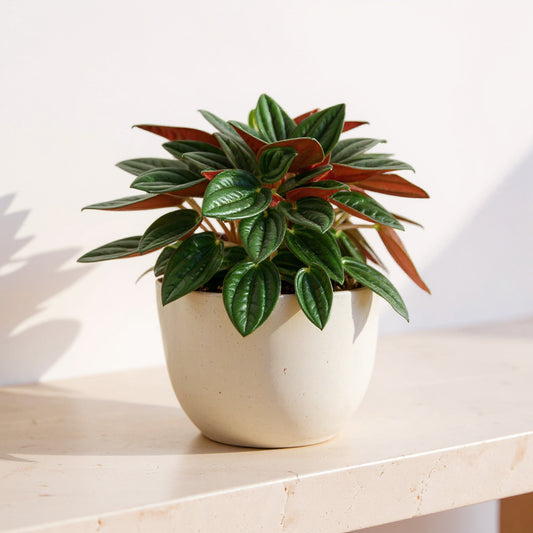 Peperomia Caperata Rosso Ripple Plant - Pet Safe Non-Toxic Emerald Textured Burgundy Undersides Easy Care