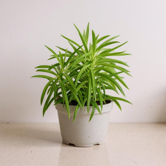 Peperomia Ferreyrae Green Bean Plant - Pet Safe Non-Toxic Trailing Bean-Shaped Translucent Easy Care