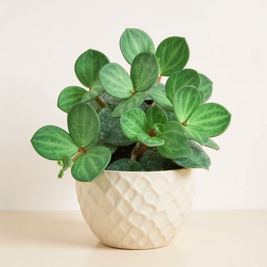 Peperomia Hope Trailing Plant - Pet Safe Non-Toxic Round Succulent Compact Easy Care