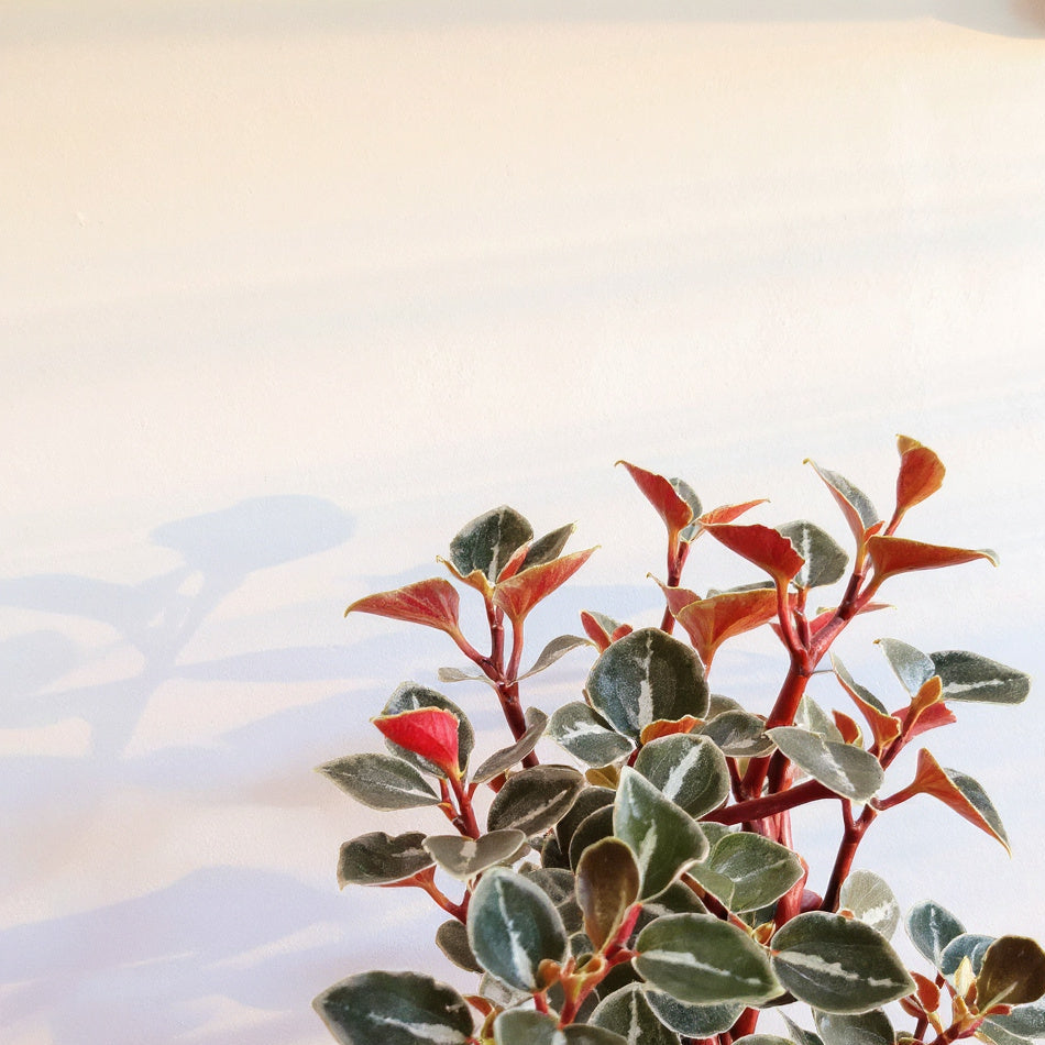 Peperomia Metallica - Pet Safe Non-Toxic Metallic Foliage Easy Care Indoor