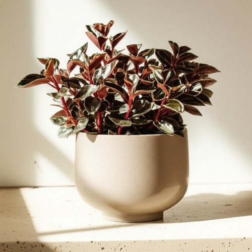 Peperomia Metallica - Pet Safe Non-Toxic Metallic Foliage Easy Care Indoor
