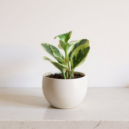 Peperomia Obtusifolia Marble Baby Rubber Plant - Pet Safe Non-Toxic Houseplant