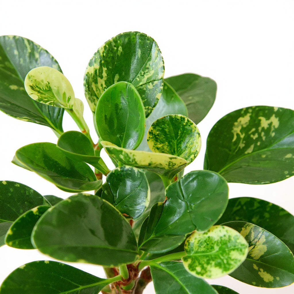 Peperomia Obtusifolia Marble Baby Rubber Plant - Pet Safe Non-Toxic Houseplant