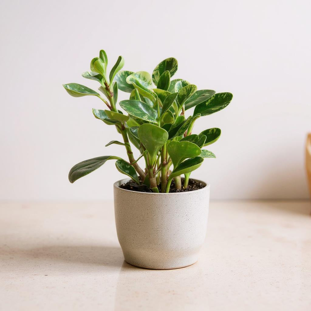 Peperomia Obtusifolia Marble Baby Rubber Plant - Pet Safe Non-Toxic Cream-Marbled Waxy Easy Care