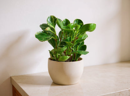 Peperomia Obtusifolia Marble Baby Rubber Plant - Pet Safe Non-Toxic Houseplant