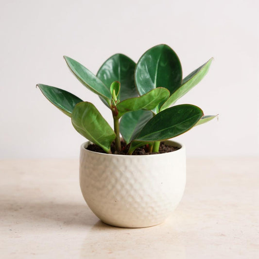 Peperomia Obtusifolia Red Edge Baby Rubber Plant - Pet Safe Non-Toxic Red-Rimmed Glossy Easy Care