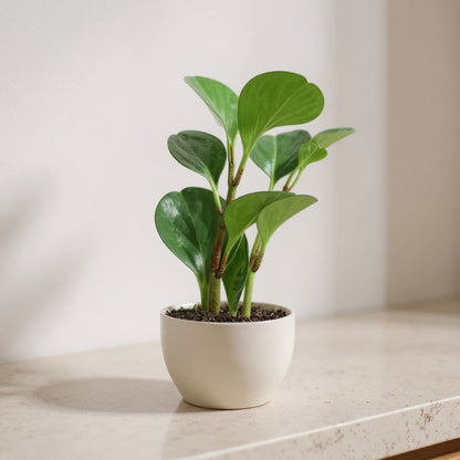 Peperomia Obtusifolia Thailand Baby Rubber Plant - Pet Safe Non-Toxic Glossy Spoon-Shaped Red-Tinged Easy Care