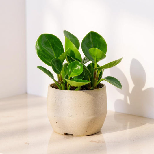 Peperomia Obtusifolia Thailand Baby Rubber Plant - Pet Safe Non-Toxic Glossy Spoon-Shaped Red-Tinged Easy Care