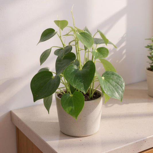 Peperomia Polybotrya Raindrop Plant - Pet Safe Non-Toxic Glossy Heart-Shaped Easy Care