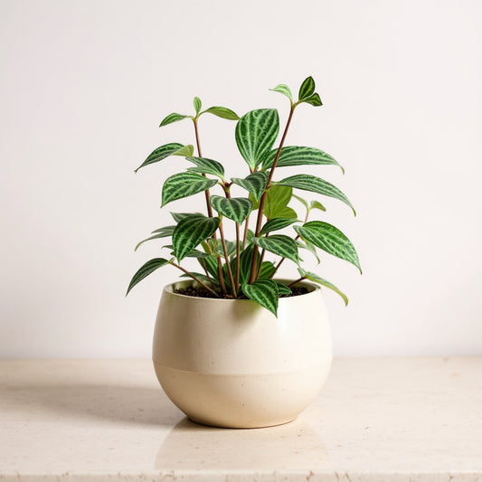 Peperomia Puteolata Parallel Plant - Pet Safe Non-Toxic Striped Linear Vein Easy Care