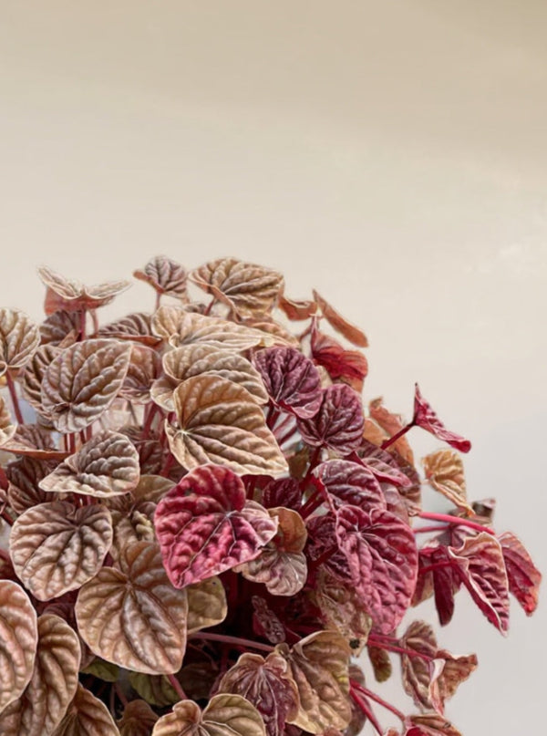 Peperomia Quito - Pet Safe Non-Toxic Compact Trailing Succulent-Like Easy Care