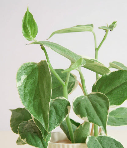 Peperomia Scandens Variegata Cupid Plant - Pet Safe Non-Toxic Trailing Heart-Shaped Variegated Easy Care