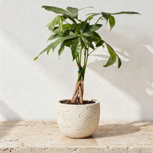 Pachira Aquatica Guiana Chestnut Money Tree - Pet Safe Non-Toxic Braided Trunk