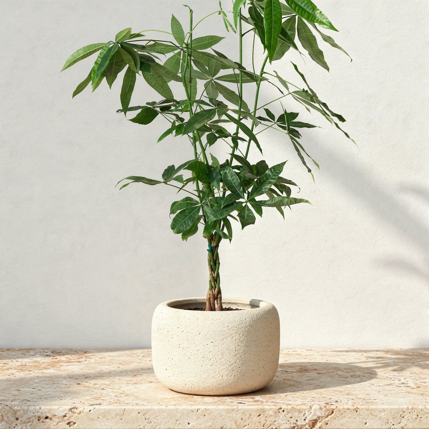 Pachira Aquatica Guiana Chestnut Money Tree - Pet Safe Non-Toxic Braided Trunk