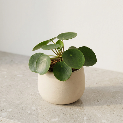 Chinese Money Plant Pilea Peperomioides - Pet Safe Non-Toxic Round Leaf Indoor Plant