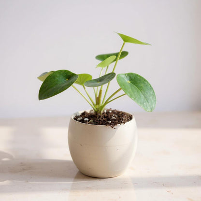 Pilea Peperomioides Chinese Money Plant - Pet Safe Non-Toxic Round Coin Easy Propagating Pancake