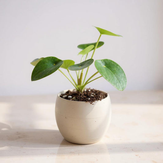 Pilea Peperomioides Chinese Money Plant - Pet Safe Non-Toxic Round Coin Easy Propagating Pancake