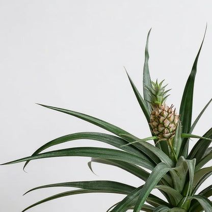 Pineapple Plant Bromeliad - Pet Safe Non-Toxic Edible Fruit Easy Care Indoor