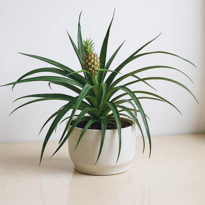 Pineapple Plant Bromeliad - Pet Safe Non-Toxic Edible Fruit Easy Care Indoor