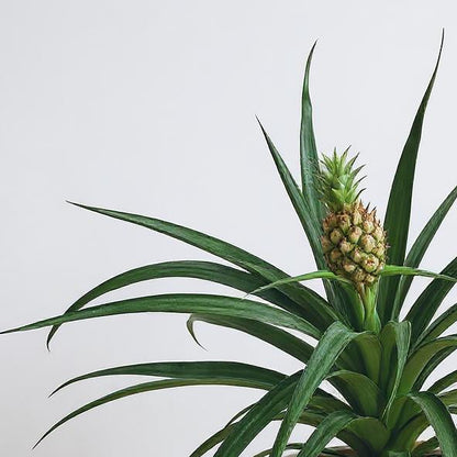 Pineapple Plant Bromeliad - Pet Safe Non-Toxic Edible Fruit Houseplant