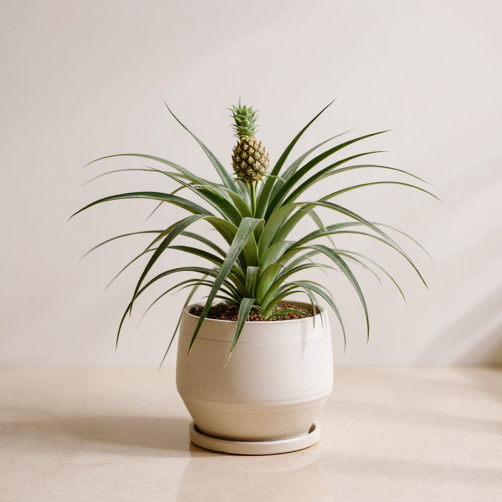 Pineapple Plant Bromeliad - Pet Safe Non-Toxic Edible Fruit Houseplant