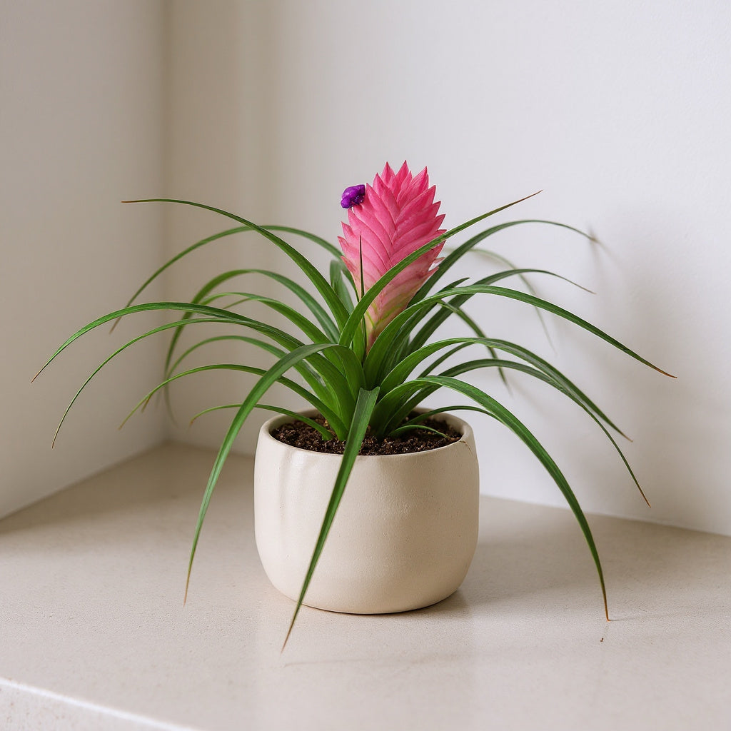 Pink Quill Plant Tillandsia - Pet Safe Non-Toxic Bromeliad Easy Care Indoor