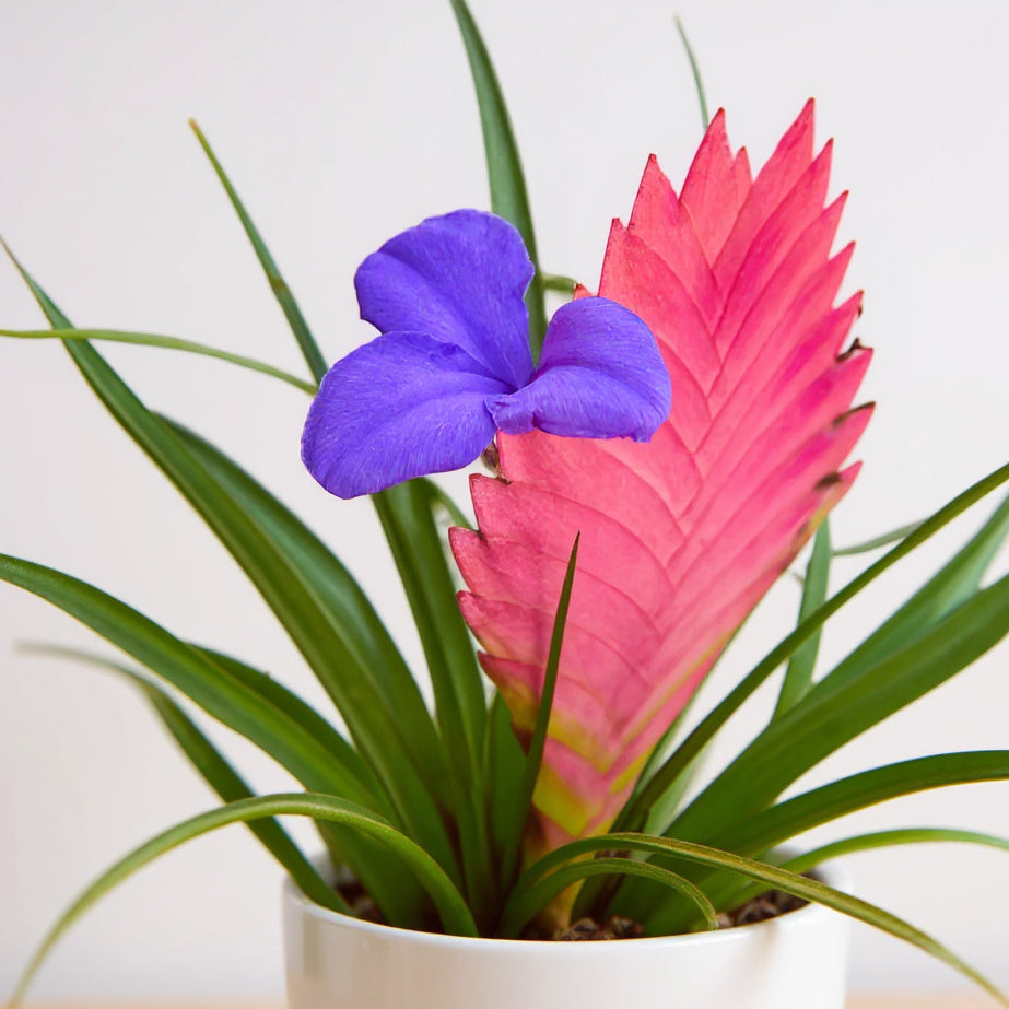 Pink Quill Plant Tillandsia - Pet Safe Non-Toxic Bromeliad Easy Care Indoor