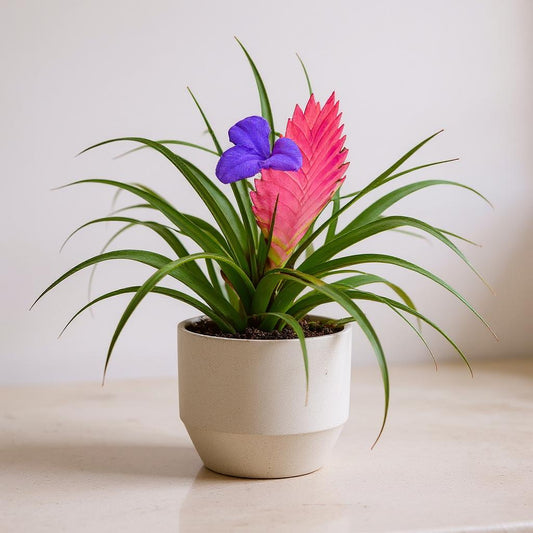 Pink Quill Plant Tillandsia - Pet Safe Non-Toxic Bromeliad Easy Care Indoor