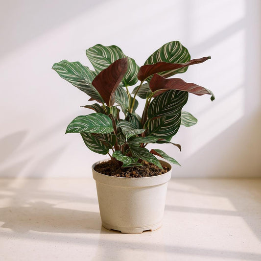 Calathea Ornata Pinstripe Plant - Pet Safe Non-Toxic Pink Striped Prayer Plant