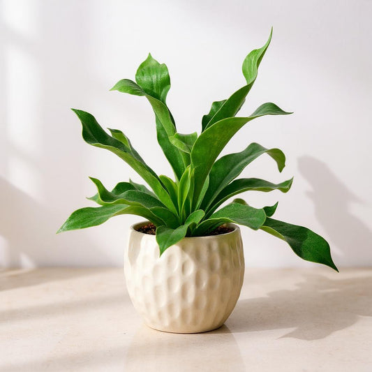 Platycerium Bifurcatum Staghorn Fern - Pet Safe Non-Toxic Mounted Antler Shaped Air Purifying Epiphyte