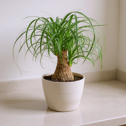 Beaucarnea Recurvata Ponytail Palm - Pet Safe Non-Toxic Houseplant